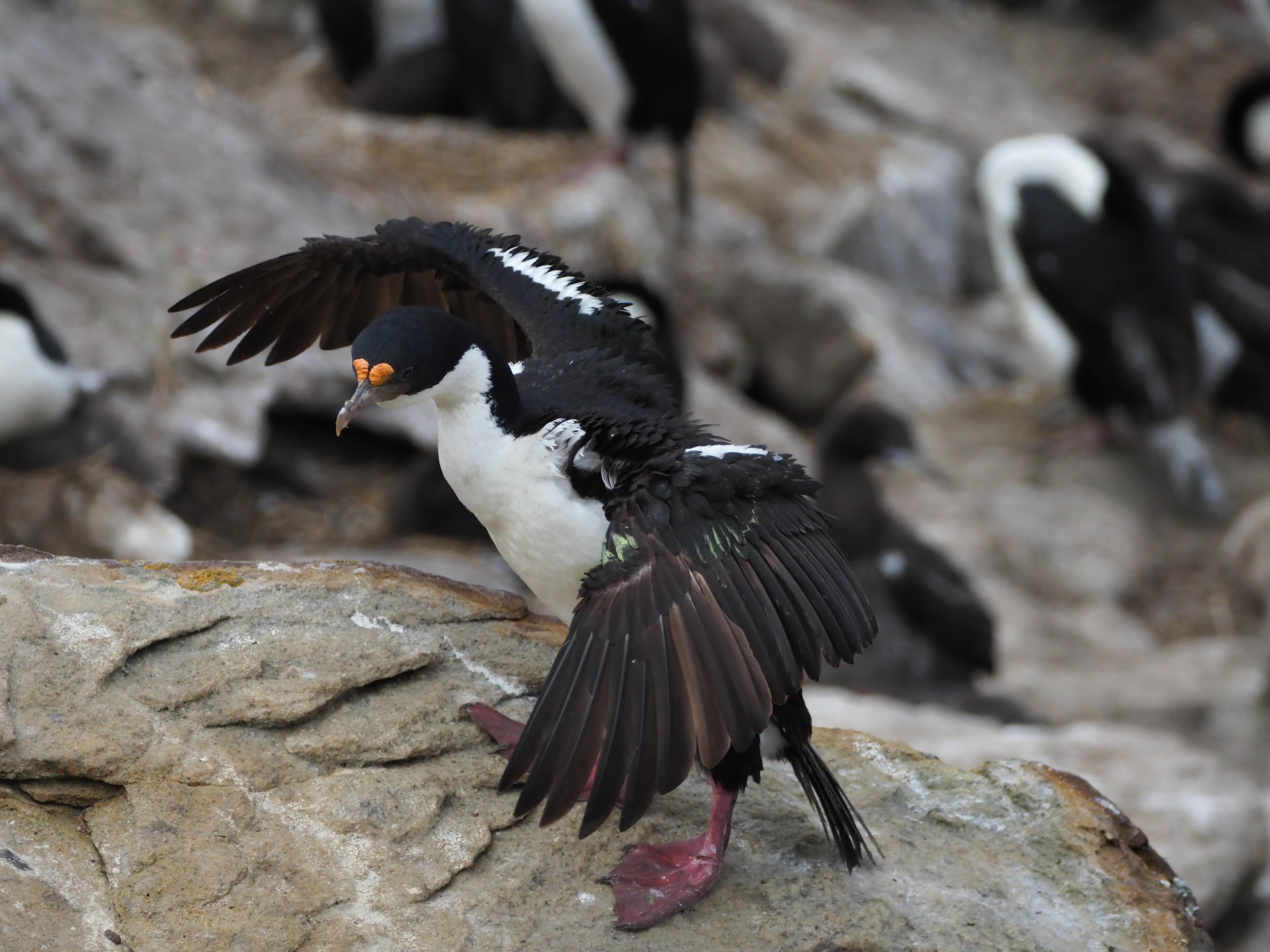 Black Browed Albatross